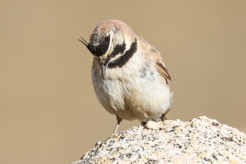 Horned Lark