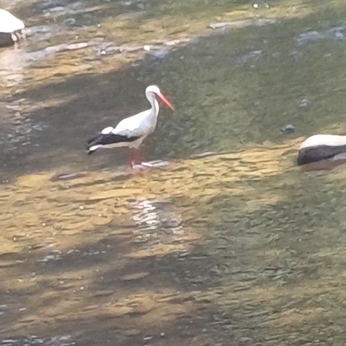 White Stork