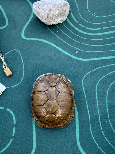 Yellow Mud Turtle