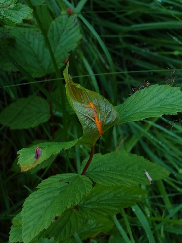 meadowsweet rust