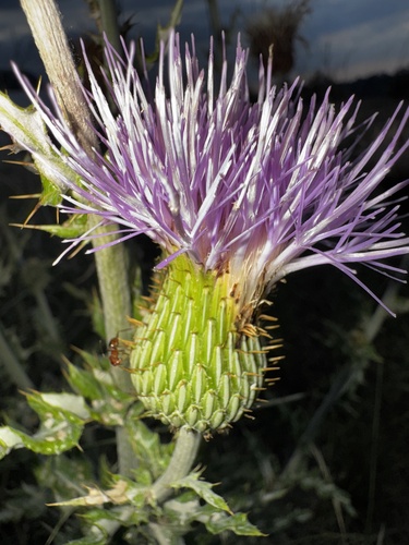 wavyleaf thistle