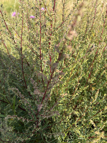Field Sagewort