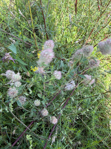 rabbitfoot clover