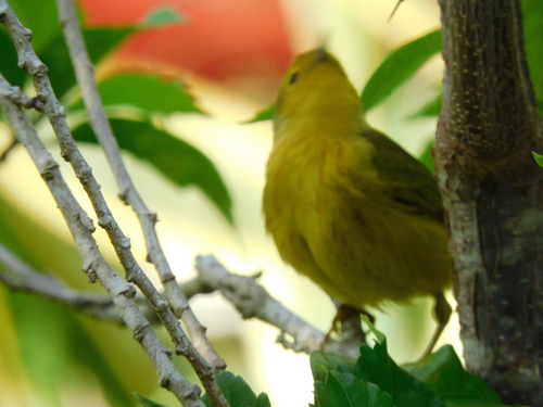 Cozumel Golden Warbler