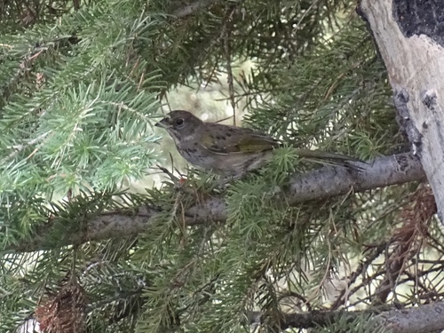 Green-tailed Towhee