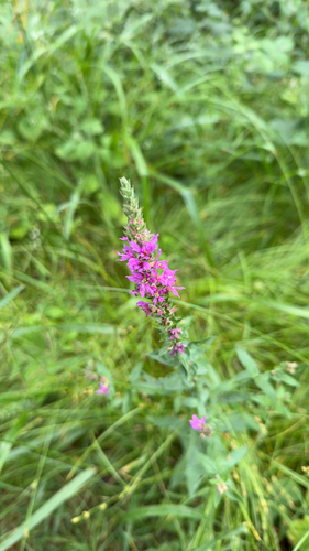 purple loosestrife