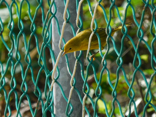Cozumel Golden Warbler