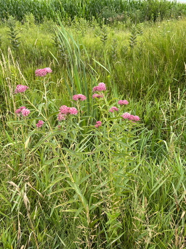 iNaturalist observation photo of swamp milkweed