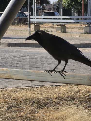 House Crow