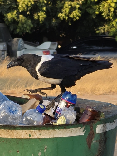 Pied Crow