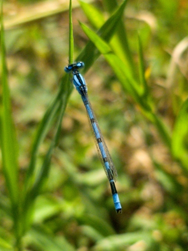 Common Blue Damselfly