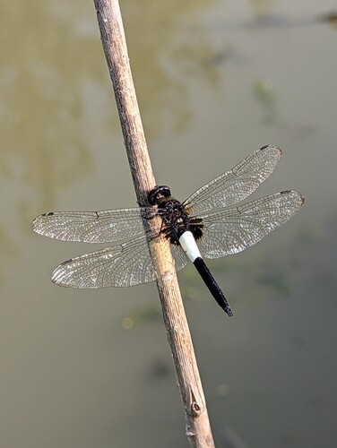 Pied Skimmer