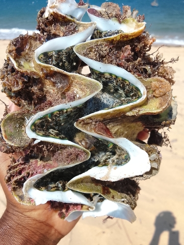 Tridacna elongatissima