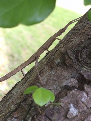 Lamponius portoricensis