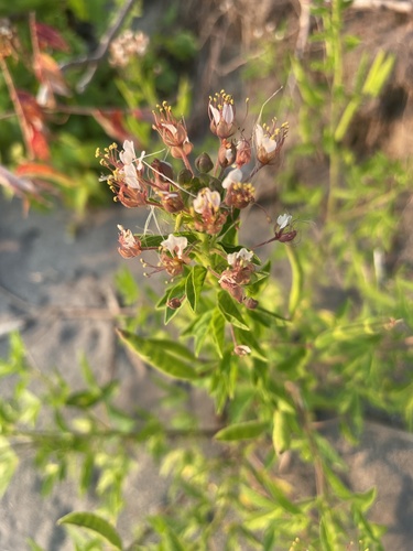 redwhisker clammyweed