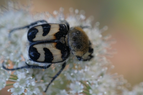 Eurasian Bee Beetle