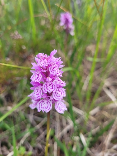 heath spotted orchid