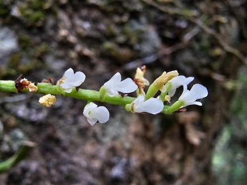 Schoenorchis tortifolia