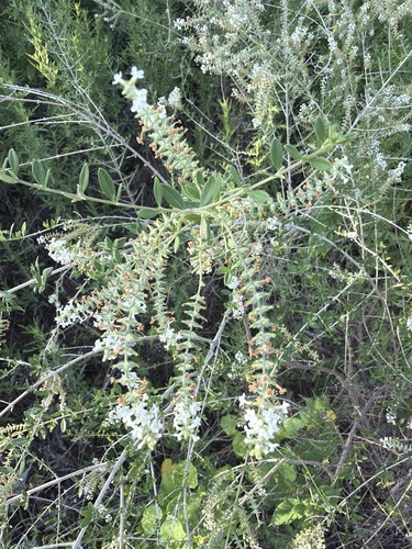 Whitebrush
