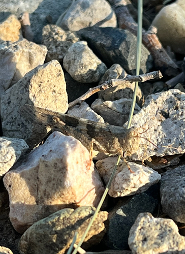 Pallid-winged Grasshopper