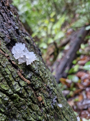 snow fungus