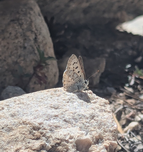 iNaturalist observation photo of Edith's Copper