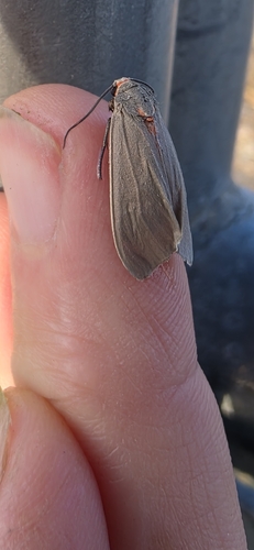 Mouse-colored Euchaetes