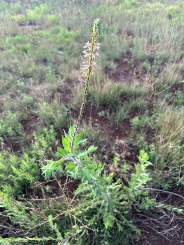 velvetweed