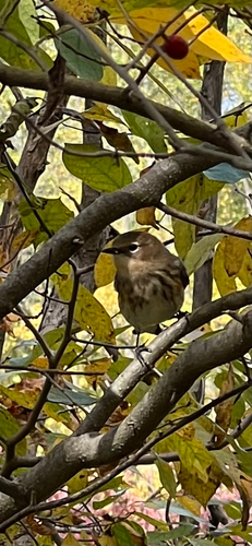 Yellow-rumped Warbler
