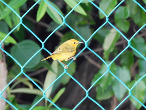 Cozumel Golden Warbler