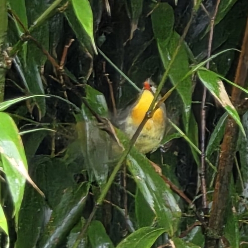 Red-billed Leiothrix