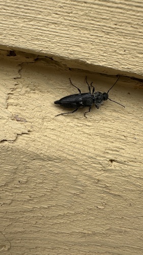 House Longhorn
