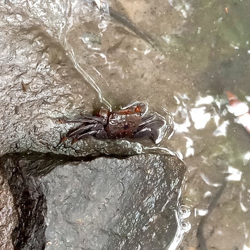 Perisesarma dusumieri