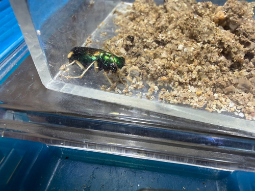 Carolina Metallic Tiger Beetle
