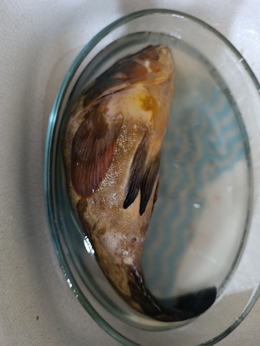 Dusky Grouper