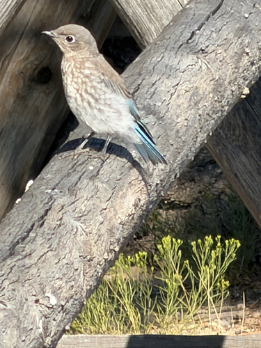 Mountain Bluebird