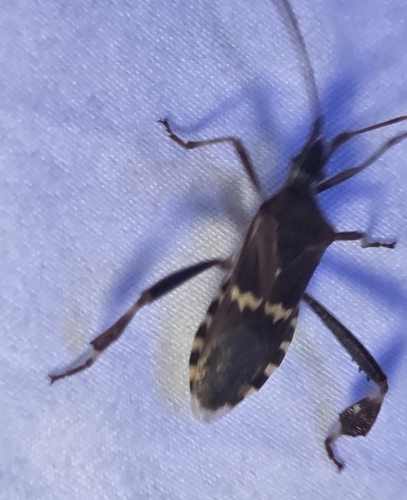 Western Leaf-footed Bug