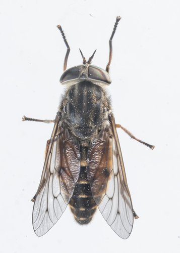 iNaturalist observation photo of Horse and Deer Flies