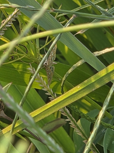 Orange Epipagis Moth