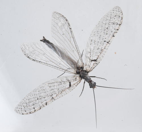 iNaturalist observation photo of Protochauliodes montivagus