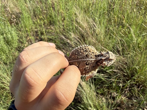 Texas Horned Lizard