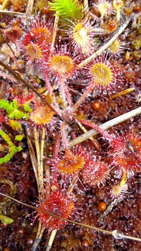 round-leaved sundew