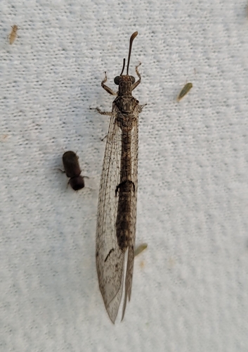 Euptilon ornatum