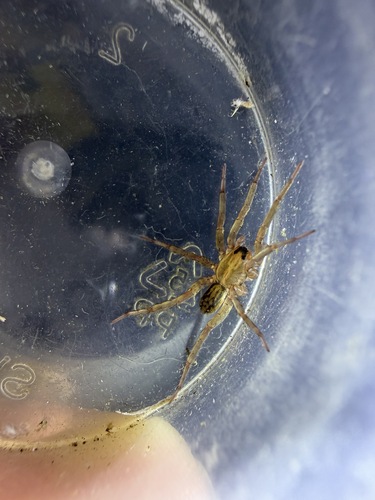 Trochosa urbana