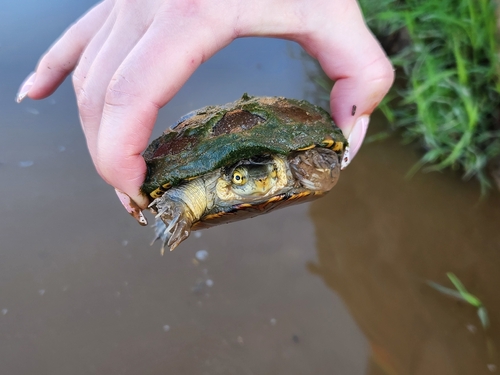 Yellow Mud Turtle