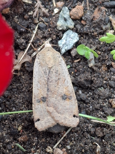Large Yellow Underwing