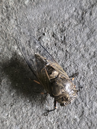 Eastern horse cicada