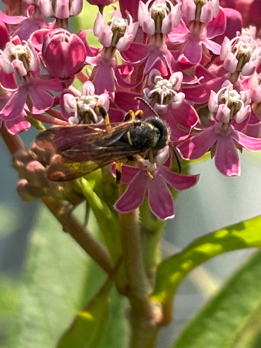 iNaturalist observation photo of Typical Weevil Wasps and Allies