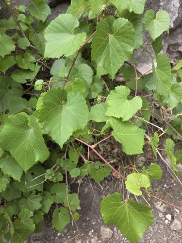 canyon wild grape