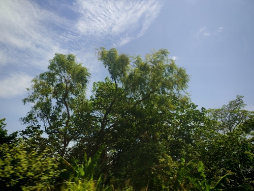 Salix humboldtiana
